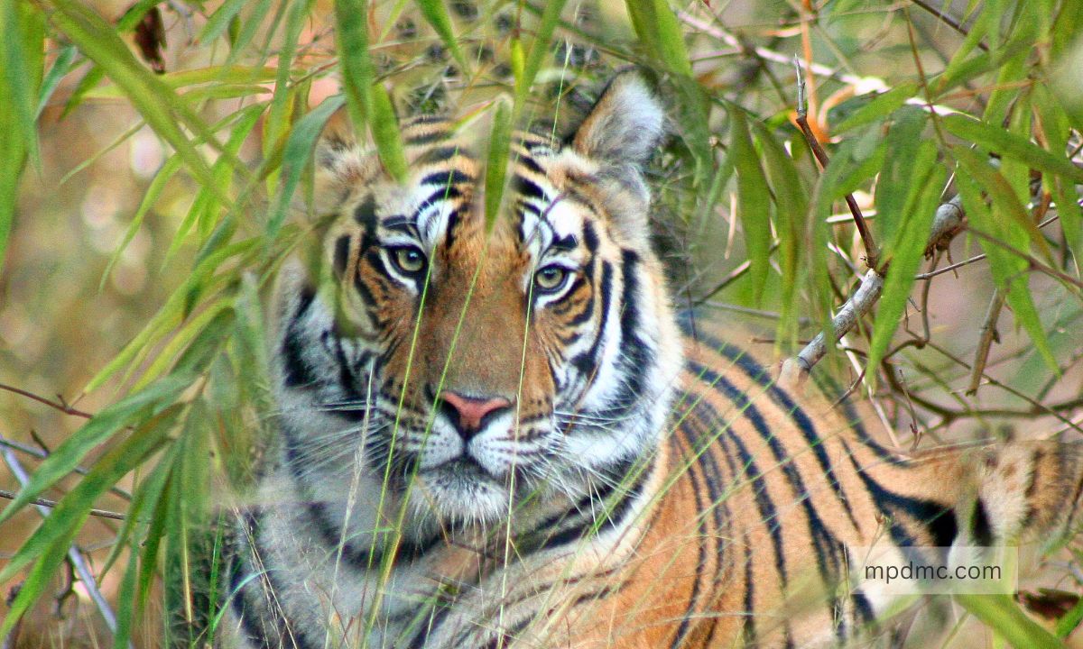 Ghatigaon Sanctuary