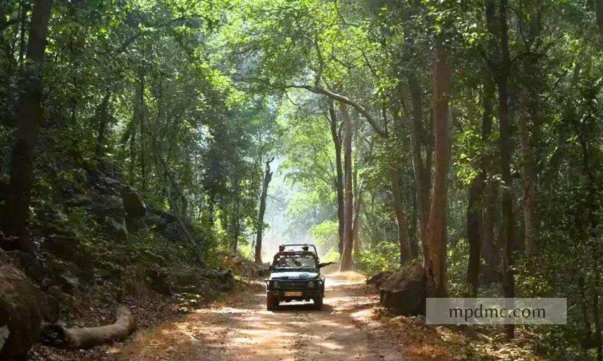 Tiger Lair-madhya pradesh