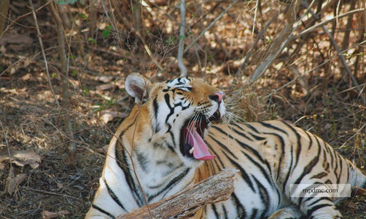 Madhav National Park