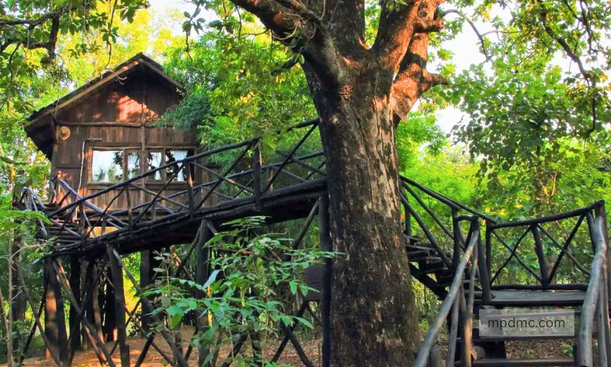 Jungle Camping in Bandhavgarh National Park